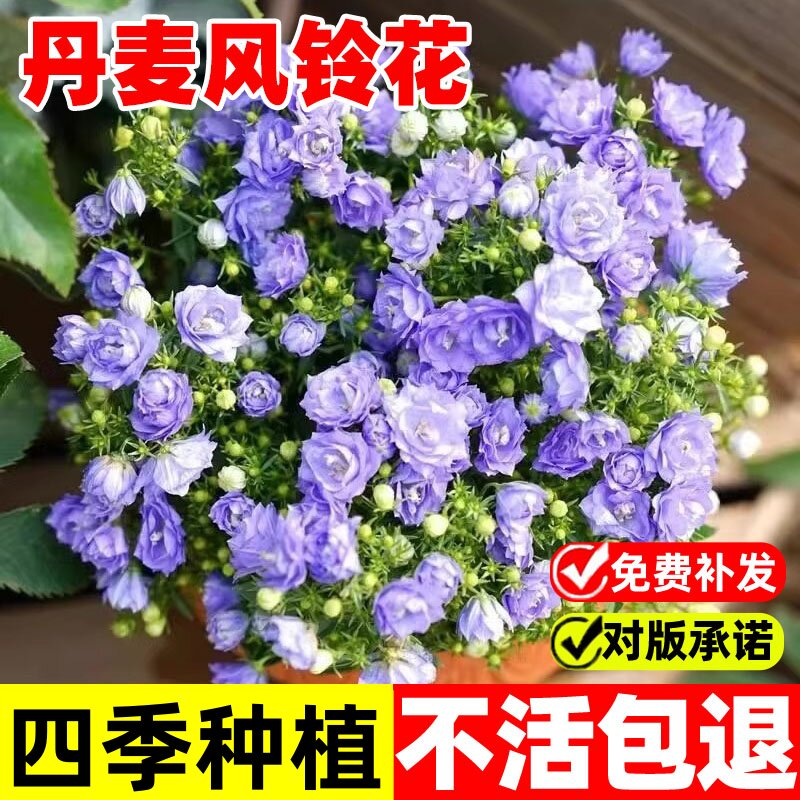 风铃草花种室外室内四季播种开花盆栽花籽阳台易活花种籽子孑草籽