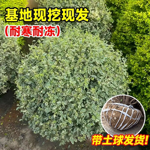银姬小蜡球花叶女贞银姬水蜡大杯苗彩叶庭院花园花境色块绿化耐寒