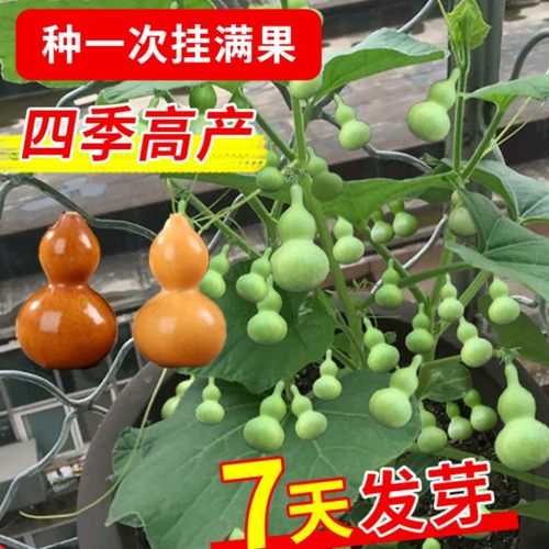手捻小葫芦籽种子文玩葫芦