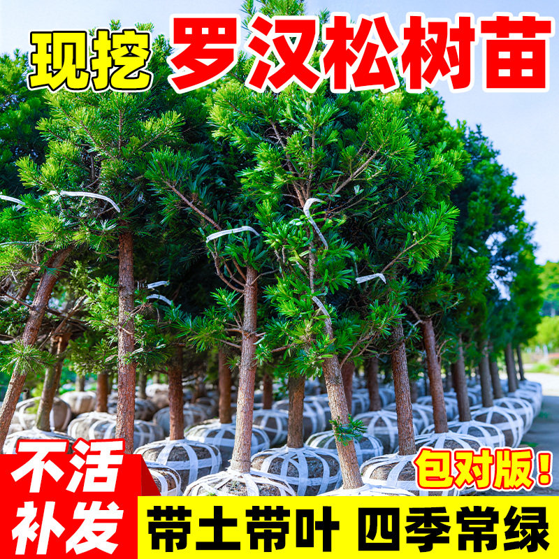 罗汉松树苗正宗小叶雀舌庭院别墅地栽盆景名贵大树造型树四季常青图片