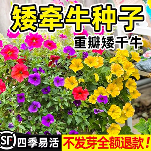 牵牛花种孑重瓣矮牵牛花四季播种开花垂吊喇叭花室内外盆栽花籽子