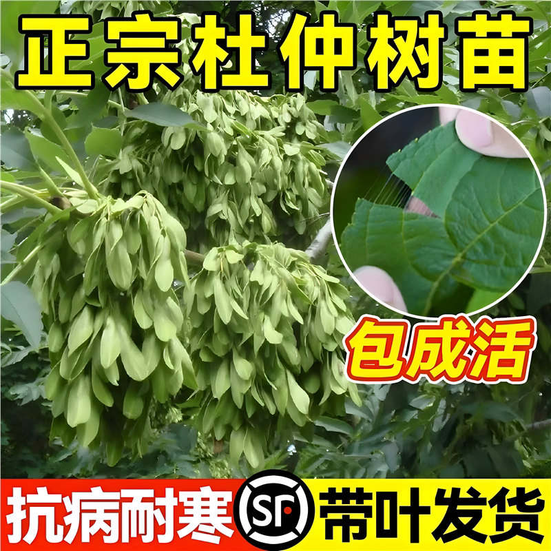 正宗药用杜仲树苗四川本土批发中药材庭院南北方盆地栽种植果树苗