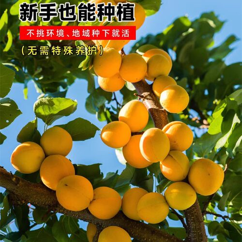 嫁接杏树果苗庭院果树