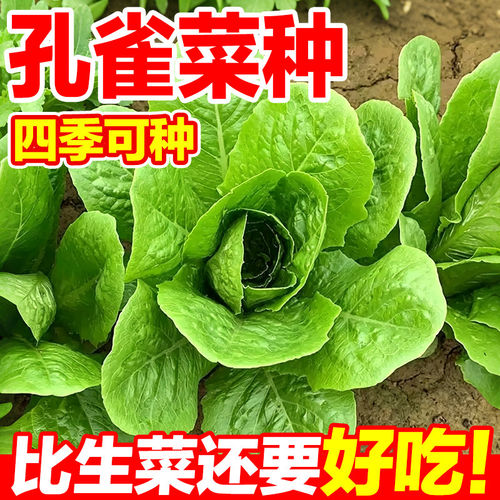 孔雀生菜种子速花叶褶皱脆