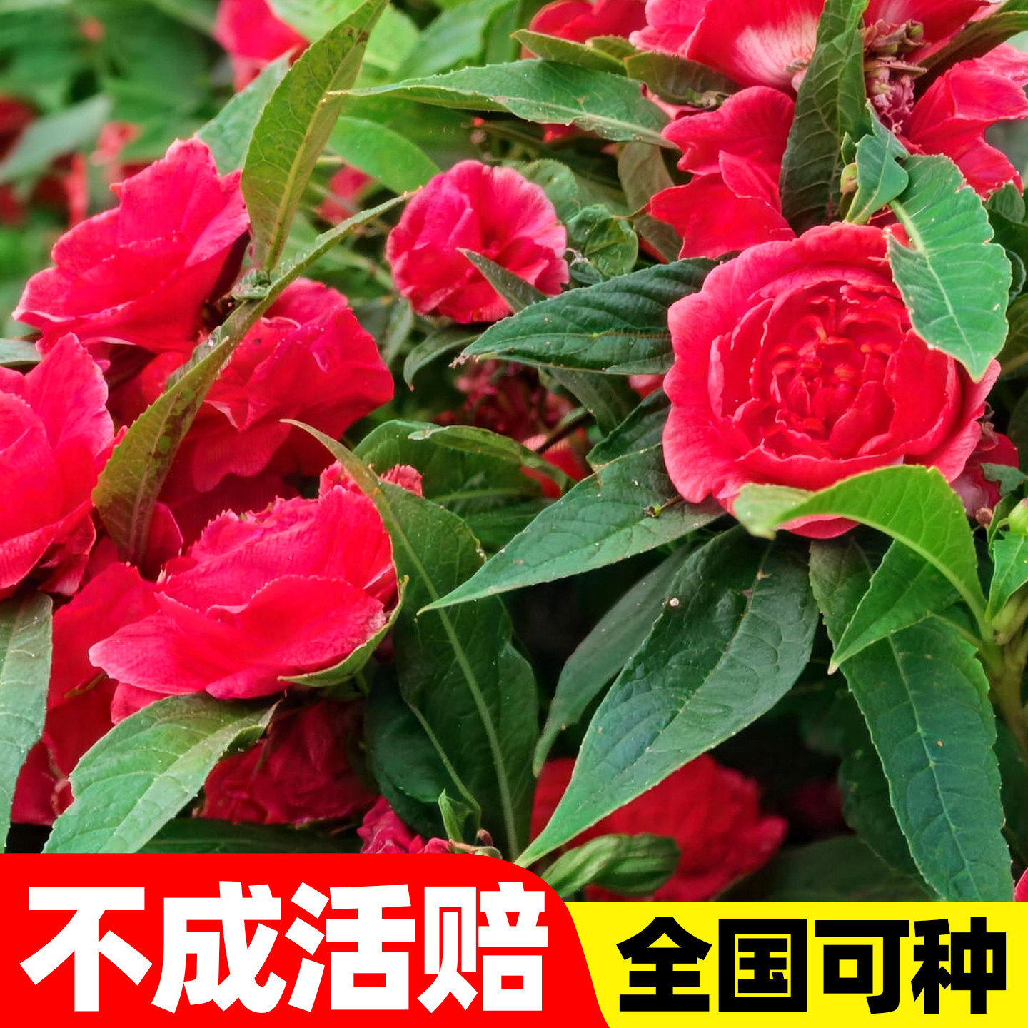 重瓣茶花凤仙种子小院空地阳台花盆均可种简单好养护观赏花卉种籽