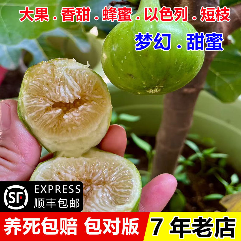 特大梦幻甜蜜无花果苗阳台盆栽以色列短枝无花果树苗南方北方种植