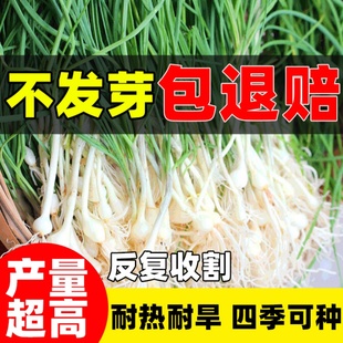 小根蒜种子东北野山葱种籽薤白山蒜苦蒜大脑瓜种孑春四季盆栽蔬菜