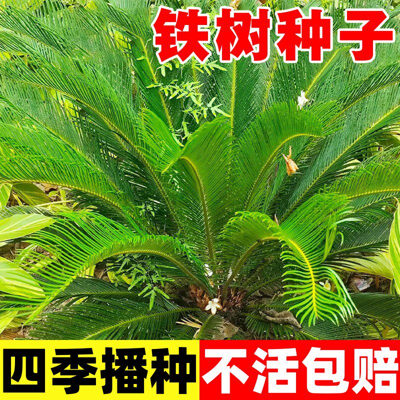 铁树种子变盆栽可开花南北方都种植不怕冻耐寒绿植苏铁种孑苗植物