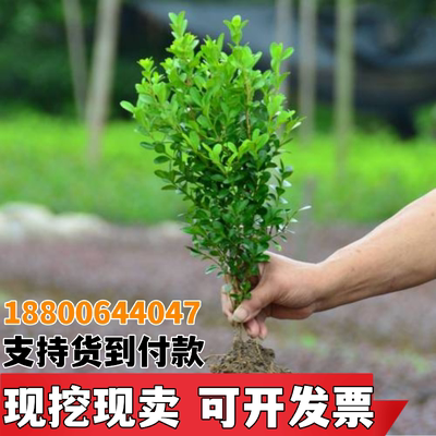 妃里香小叶黄杨木本植物庭院