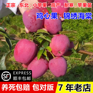 嫁接抗冻东北鸡心果苹果苗酸甜耐寒锦绣海棠小苹果树苗南北方种植