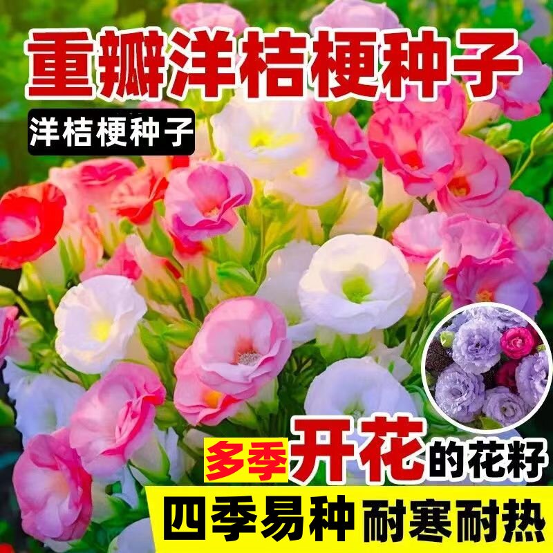 重瓣洋桔梗花种籽四季开花种籽子进口混色盆栽花卉室内外花籽图片