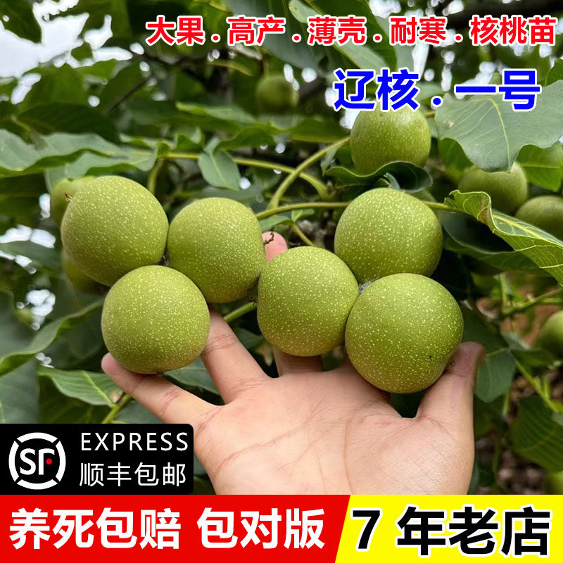 嫁接纸皮核桃树果苗辽核一号薄壳耐寒核桃苗南方北方种植当年结果图片