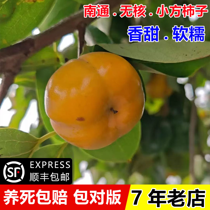 小柿子苗树嫁接南通无核方柿树苗柿树果苗盆栽庭院地栽南北方种植