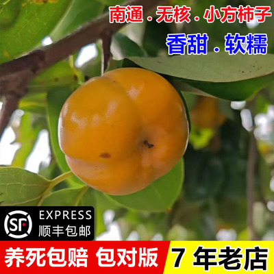 小柿子苗树嫁接南通无核方柿树苗柿树果苗盆栽庭院地栽南北方种植