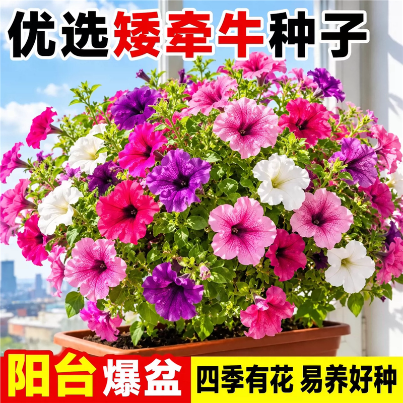 矮牵牛种子垂吊大花四季播室内阳台庭院盆栽易种牵牛花种花卉花籽