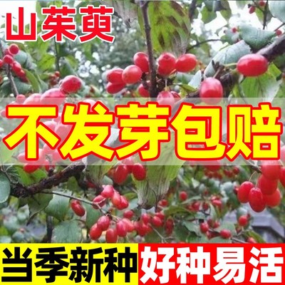 山茱萸种子红衣仙子山萸肉山芋肉山于肉树苗苗树佛坪多年生种籽孑