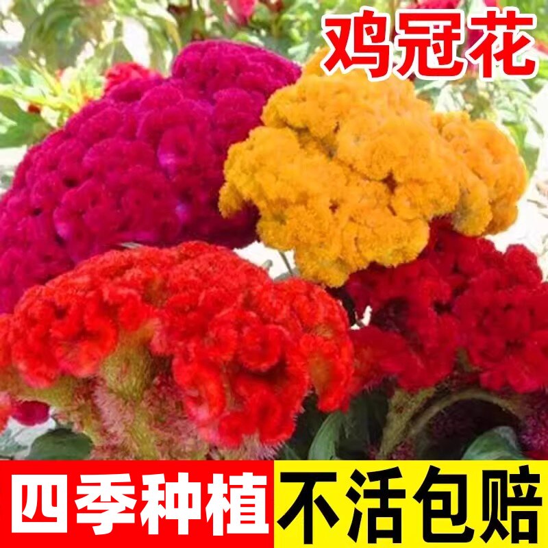 鸡冠花籽种子易活耐寒多年宿根四季播花种籽盆栽花卉矮杆庭院花海