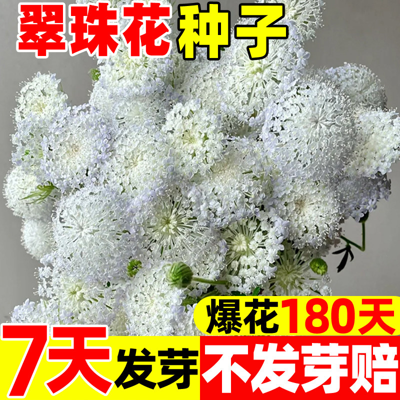 翠珠花种子可切花蕾丝花蓝饰带花籽室外四季阳台种植庭院盆栽种籽