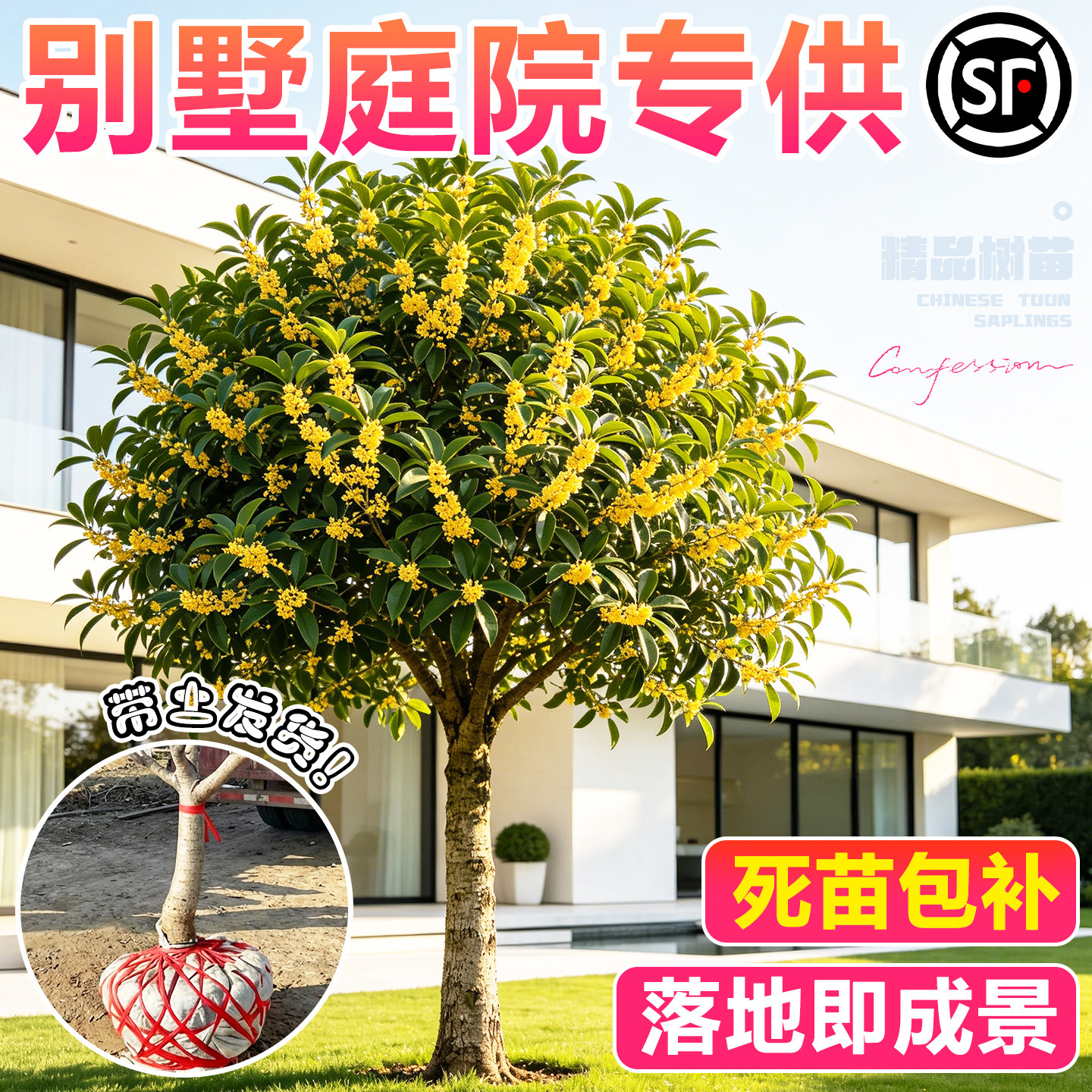 桂花树苗大树金桂老桩庭院四季桂八月桂室外种植别墅地栽花卉绿植