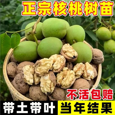 核桃果树苗当年结嫁接新品
