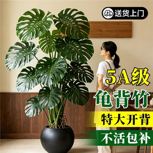 龟背竹客厅大盆栽室内绿植
