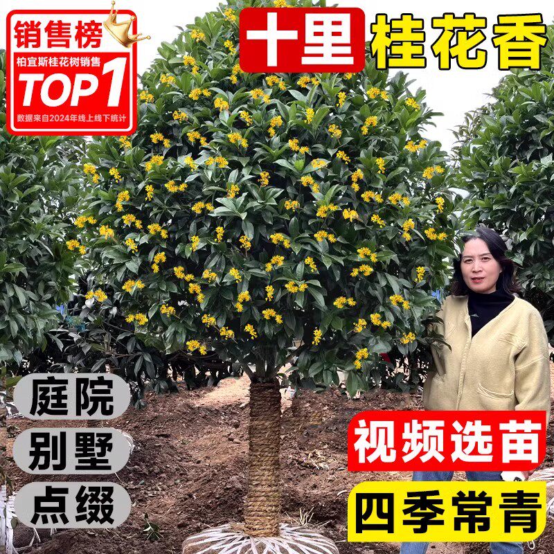 桂花树苗大树八月桂四季桂盆栽庭院别墅地栽南北方耐寒浓香型花卉