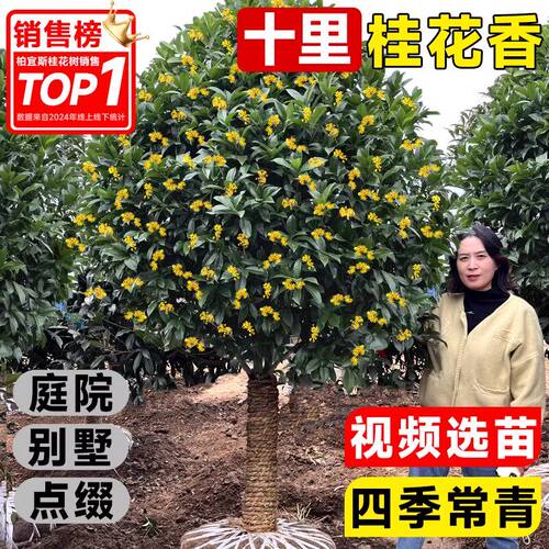 桂花树苗大八月四季盆栽庭