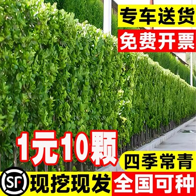 冬青树苗法国直立绿篱笆庭院围墙植物四季常青耐寒丛生北海道黄杨