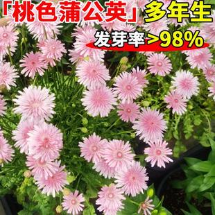 桃色蒲公英种子千本观赏粉色天竺还阳参菊花种子庭院室外盆栽花卉
