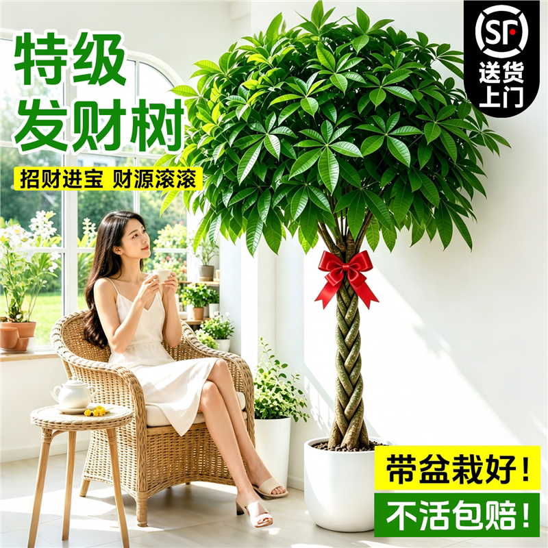 辫子发财树客厅大盆栽型绿