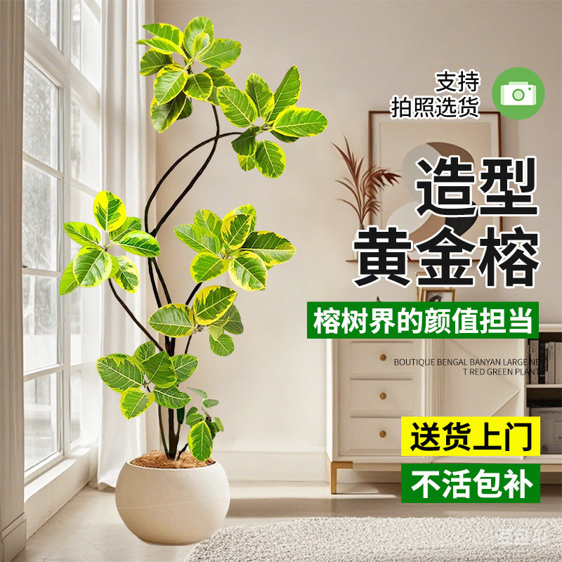 客厅绿植黄金榕办公室花叶橡皮树好养富贵榕树室内外大型植物盆栽
