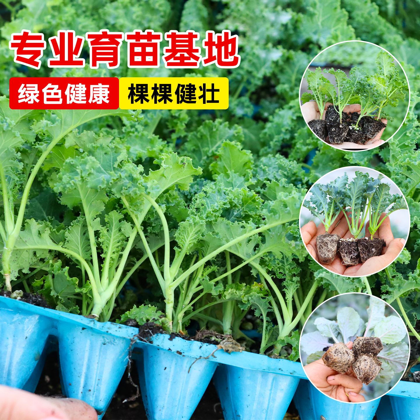 四季可食用绿羽衣甘蓝苗绿紫羽衣粉雨衣甘蓝秧苗种耐寒秋冬蔬菜苗