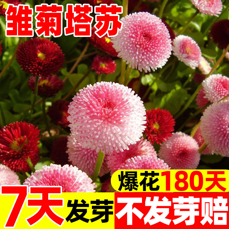 小雏菊种子红色雏菊网红洋甘菊种籽阳台庭院盆栽四季开花易活花籽