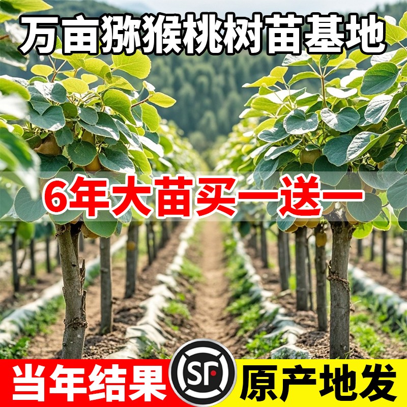 猕猴桃树果苗公母同株嫁接红心软枣徐香弥猴桃苗南方北方弥猴树苗图片