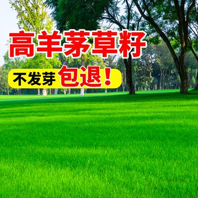 草坪种子蓝白标高羊茅草籽免修剪耐践踏四季常青护坡宽叶草草种子