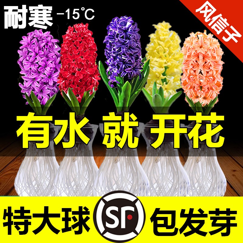 风信子种球水培植物四季耐寒水养土培套餐冬季易种活室内花卉盆栽