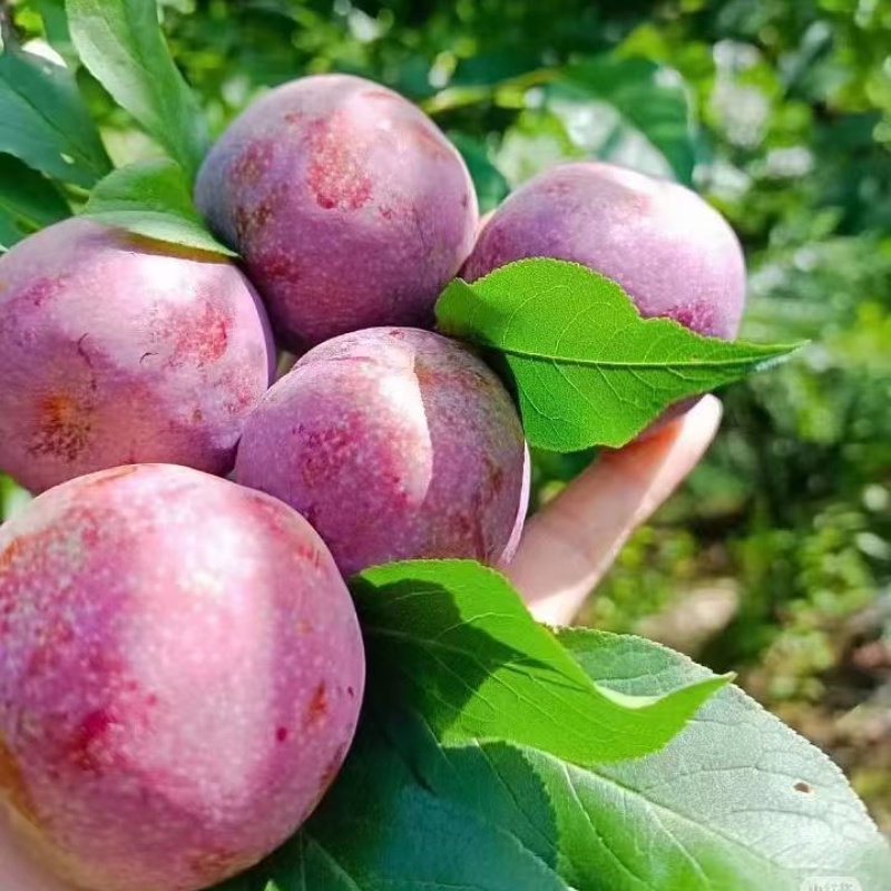 钱排银妃三华李果苗早熟三月李酸甜李子苗树苗南北方种植当年结果