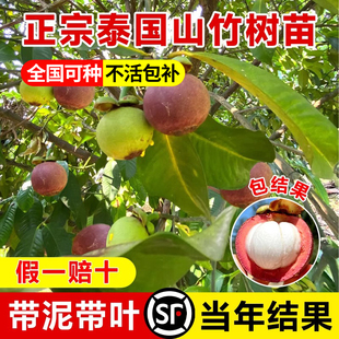 黄金山竹树苗带果庭院盆栽地栽水果树果苗南北方耐寒四季种植嫁接