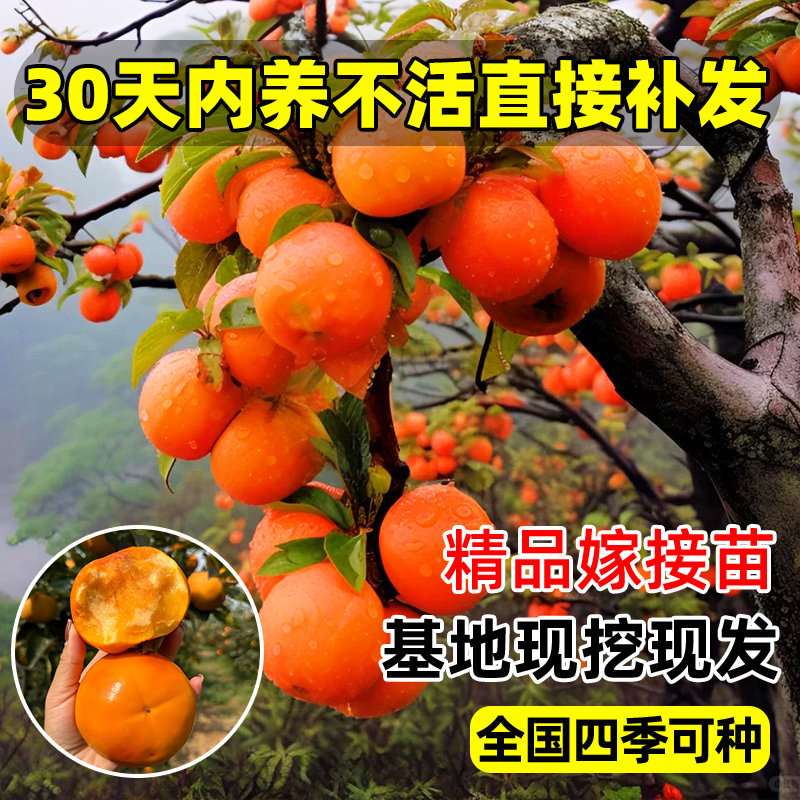 柿子树苗果树苗南北方耐寒甜柿子火晶柿当年结果庭院地栽嫁接果树图片
