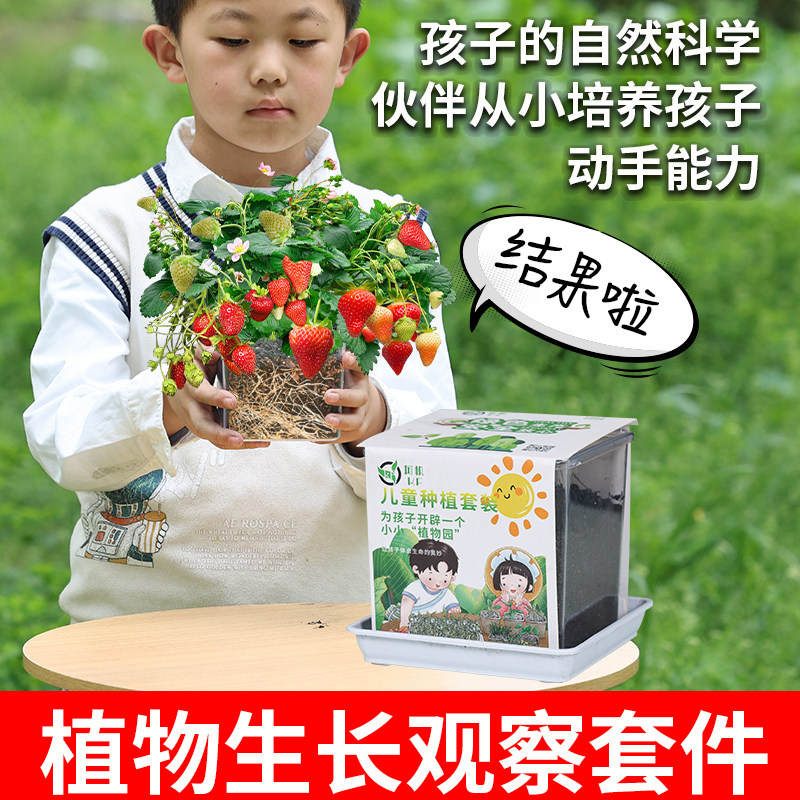 草莓种籽儿童种植小盆栽套装凤仙花向日葵种子实验植物太阳花种孑
