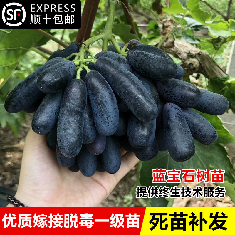 蓝宝石葡萄树苖阳光玫瑰树苗巨峰盆栽庭院爬藤果树果苗南北方种植