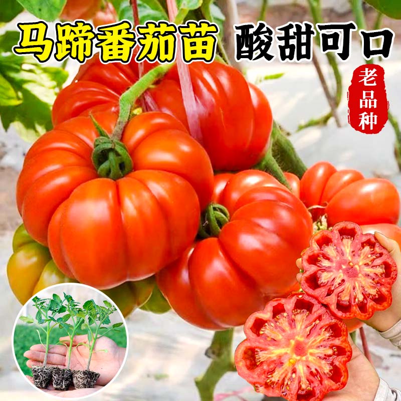老品种马蹄番茄苗秧丑柿子牛排西红柿种子四季盆栽阳台春秋蔬菜苗