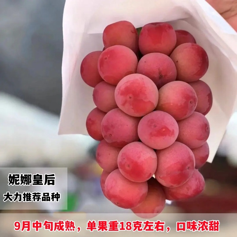 嫁接葡萄苗 妮娜皇后葡萄苗 妮娜公主 女皇 女王葡萄树苗当年结果