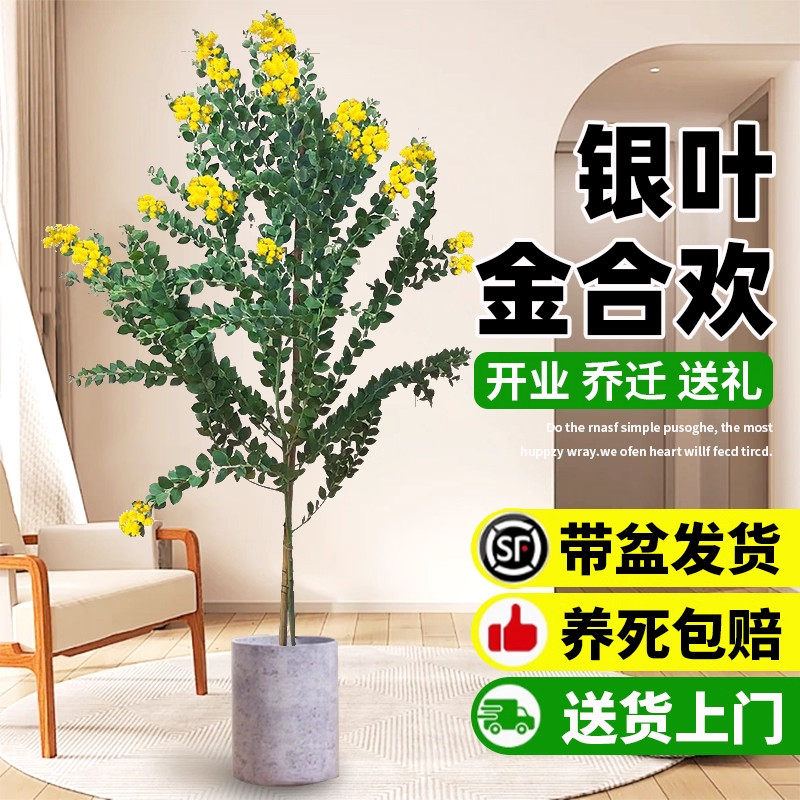 银叶金合欢盆栽大型绿植室