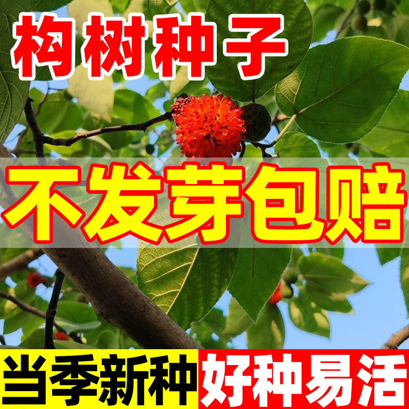 构树种子籽构桃树构乳树楮树种子沙纸树杨梅四季庭院杂交构树种子