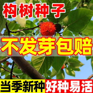 构树种子籽构桃树构乳树楮树种子沙纸树杨梅四季庭院杂交构树种子