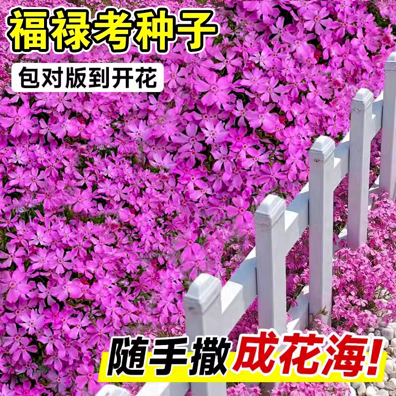 福禄考花种子孑地被植物低矮芝樱花种籽室外庭院花卉四季播种开花