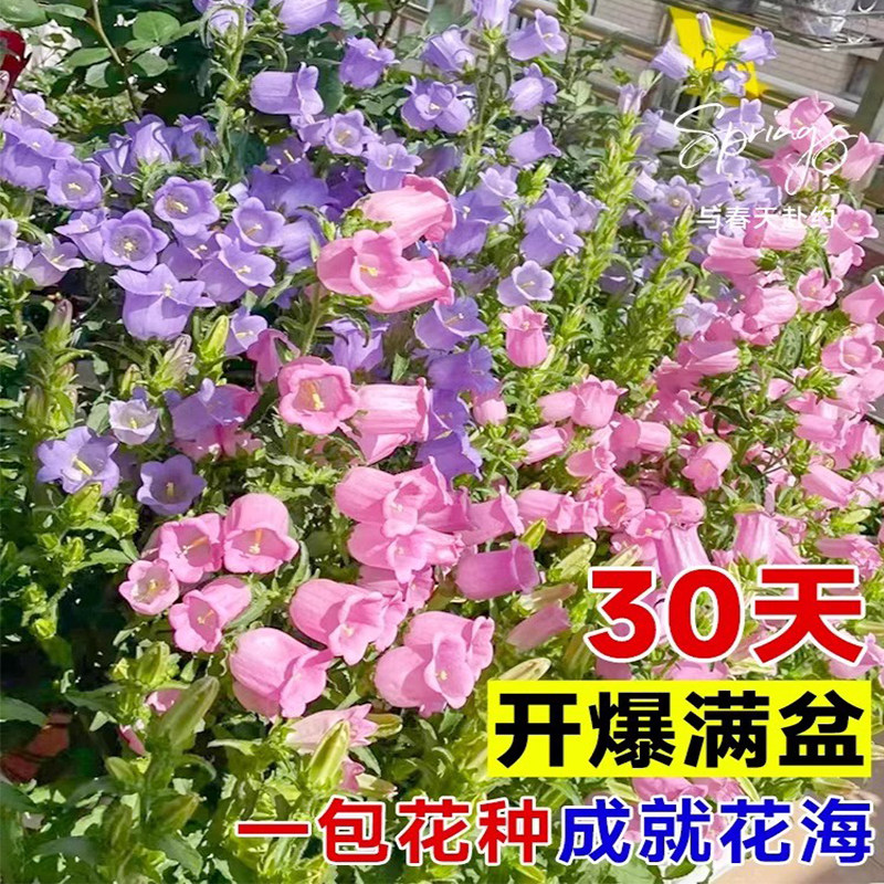 风铃草花种四季开花太阳花向日葵种子室外阳台庭院易养活盆栽花籽