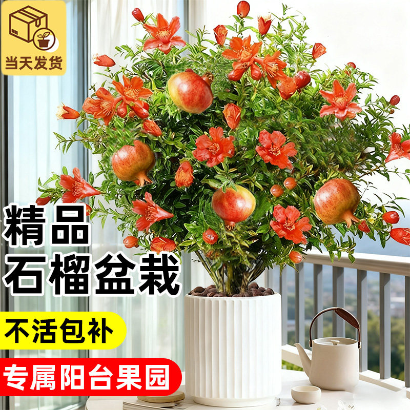 石榴花树苗盆栽花期带花发观赏果树室内客厅阳台盆景好养花卉植物