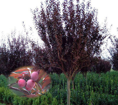 妃里香紫叶李木本植物庭院春季